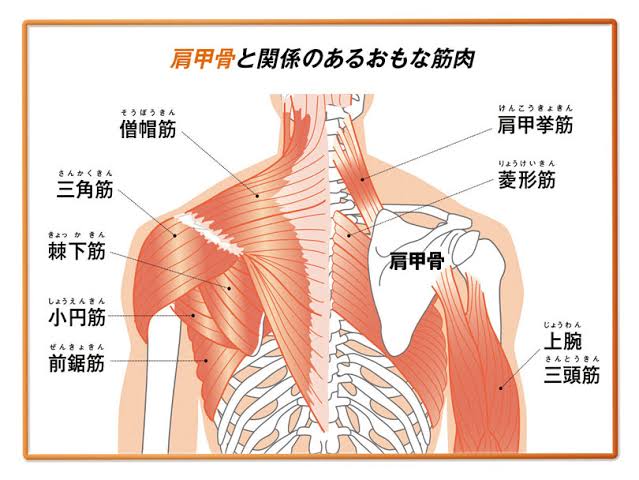 肩回りの筋肉と骨格の関係性