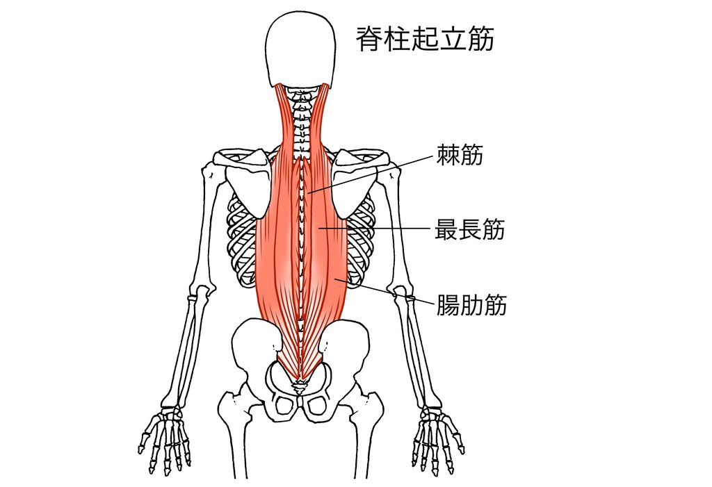 背中と腰の関係図