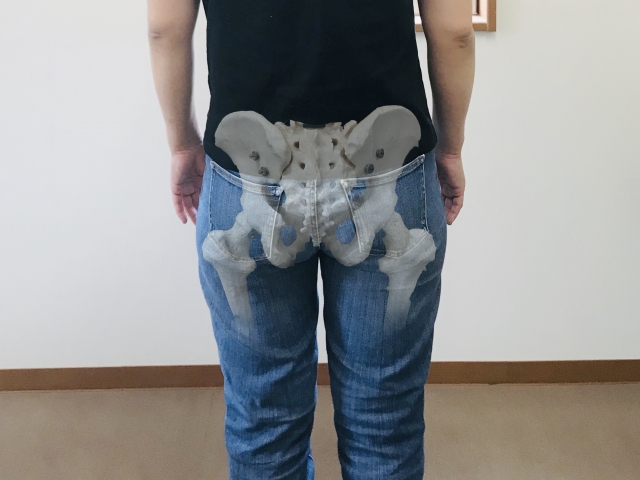 骨盤と腰・股関節との関係を表した画像