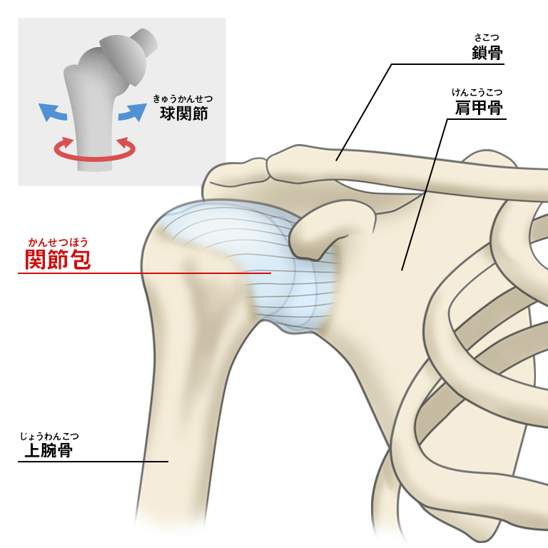 関節と靭帯の関係性