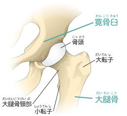 股関節