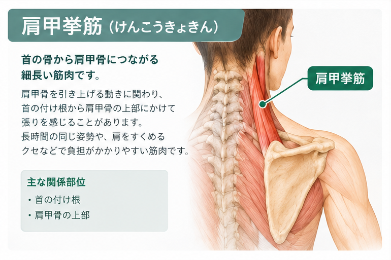 肩甲挙筋のイメージと働きを説明した画像