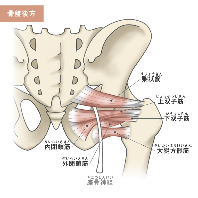 股関節と腰の関係図