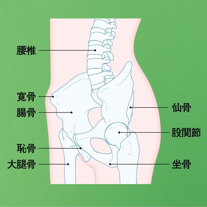 腰、骨盤周囲の関節図