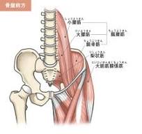 腰と骨盤の関係図